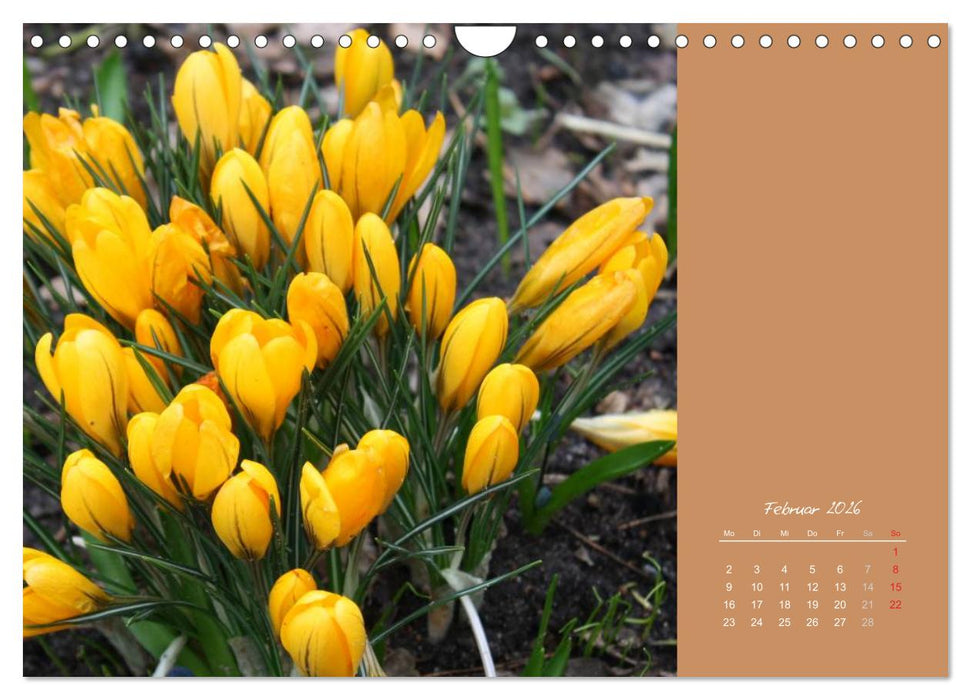 Gartenträume (CALVENDO Wandkalender 2026)
