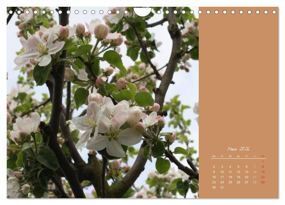 Gartenträume (CALVENDO Wandkalender 2026)