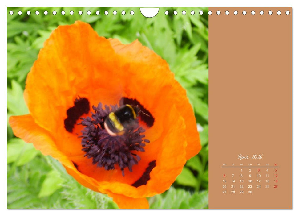 Gartenträume (CALVENDO Wandkalender 2026)