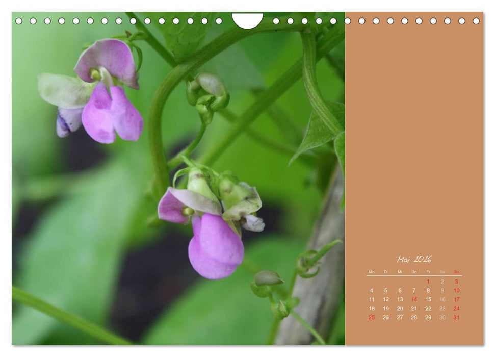 Gartenträume (CALVENDO Wandkalender 2026)