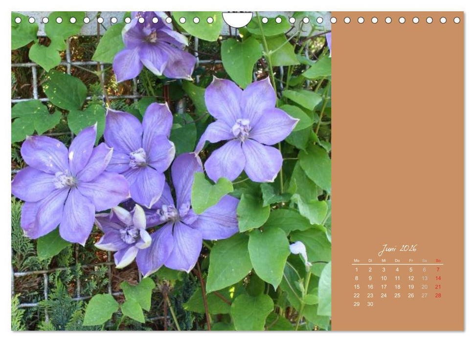 Gartenträume (CALVENDO Wandkalender 2026)