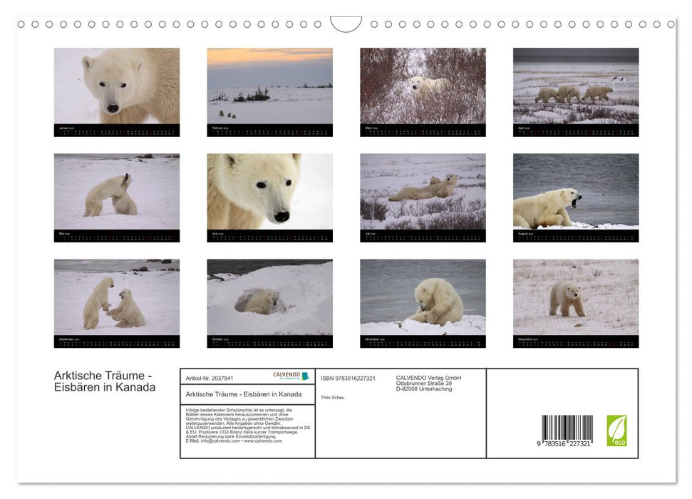 Arktische Träume - Eisbären in Kanada (CALVENDO Wandkalender 2026)