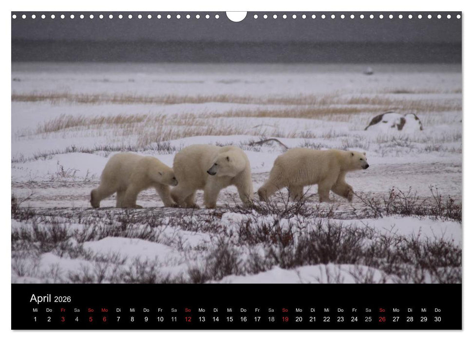 Arktische Träume - Eisbären in Kanada (CALVENDO Wandkalender 2026)