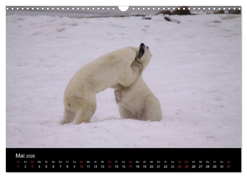 Arktische Träume - Eisbären in Kanada (CALVENDO Wandkalender 2026)