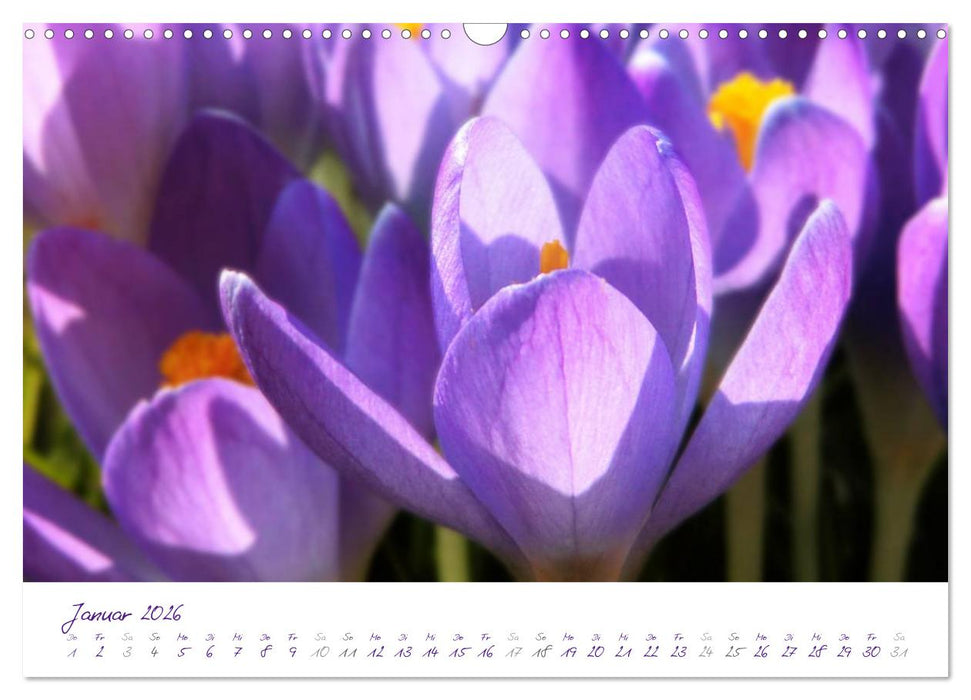 Lila Blüten (CALVENDO Wandkalender 2026)