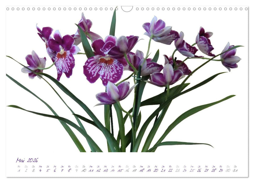Lila Blüten (CALVENDO Wandkalender 2026)