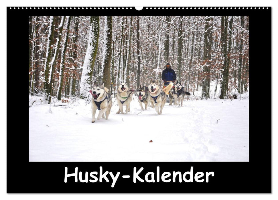 Husky-Kalender (CALVENDO Wandkalender 2026)