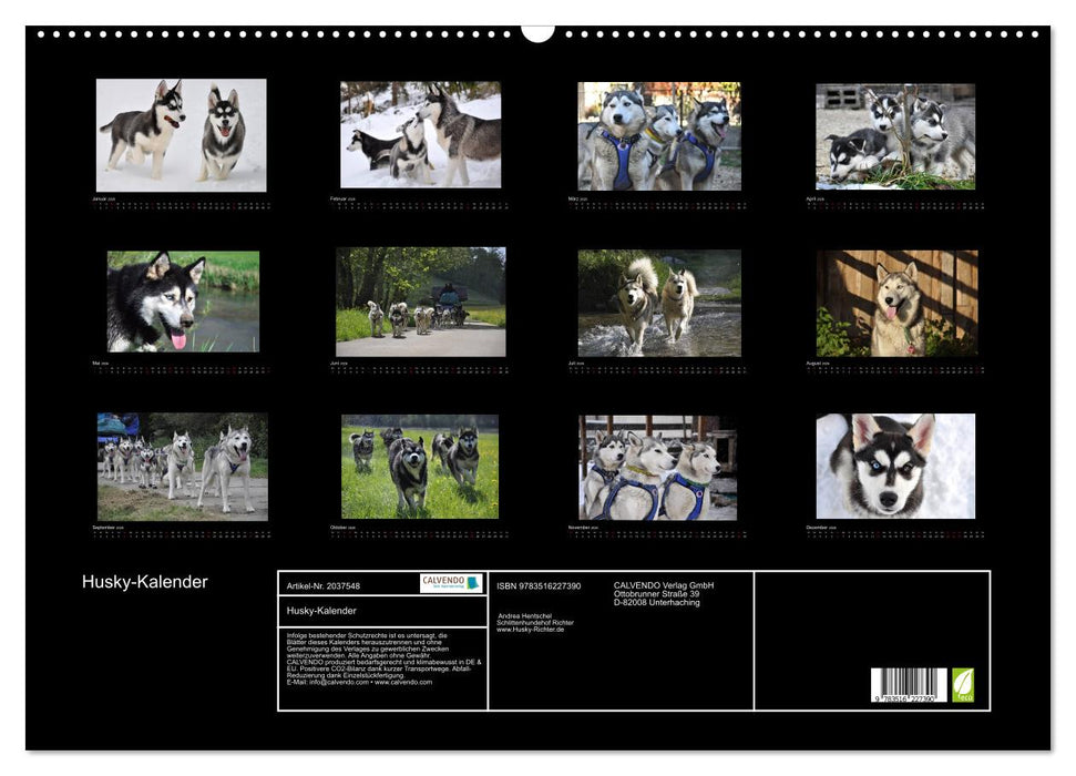 Husky-Kalender (CALVENDO Wandkalender 2026)