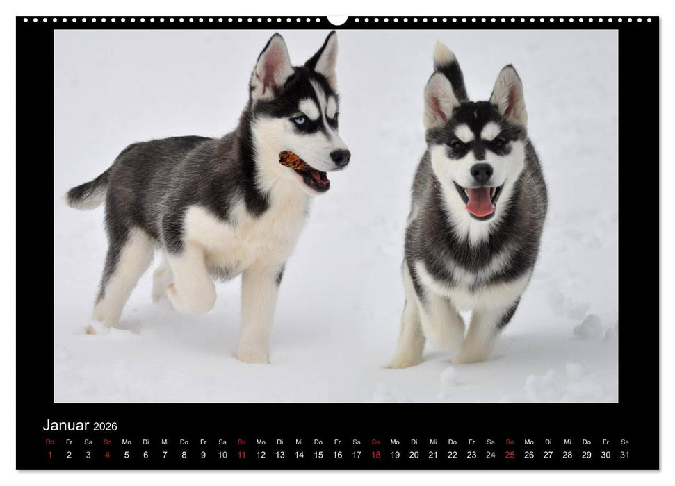 Husky-Kalender (CALVENDO Wandkalender 2026)