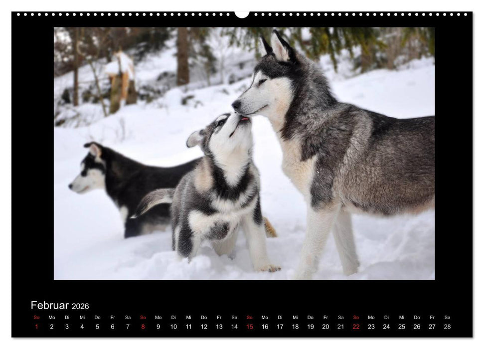 Husky-Kalender (CALVENDO Wandkalender 2026)
