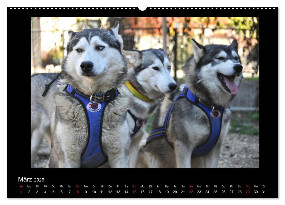 Husky-Kalender (CALVENDO Wandkalender 2026)