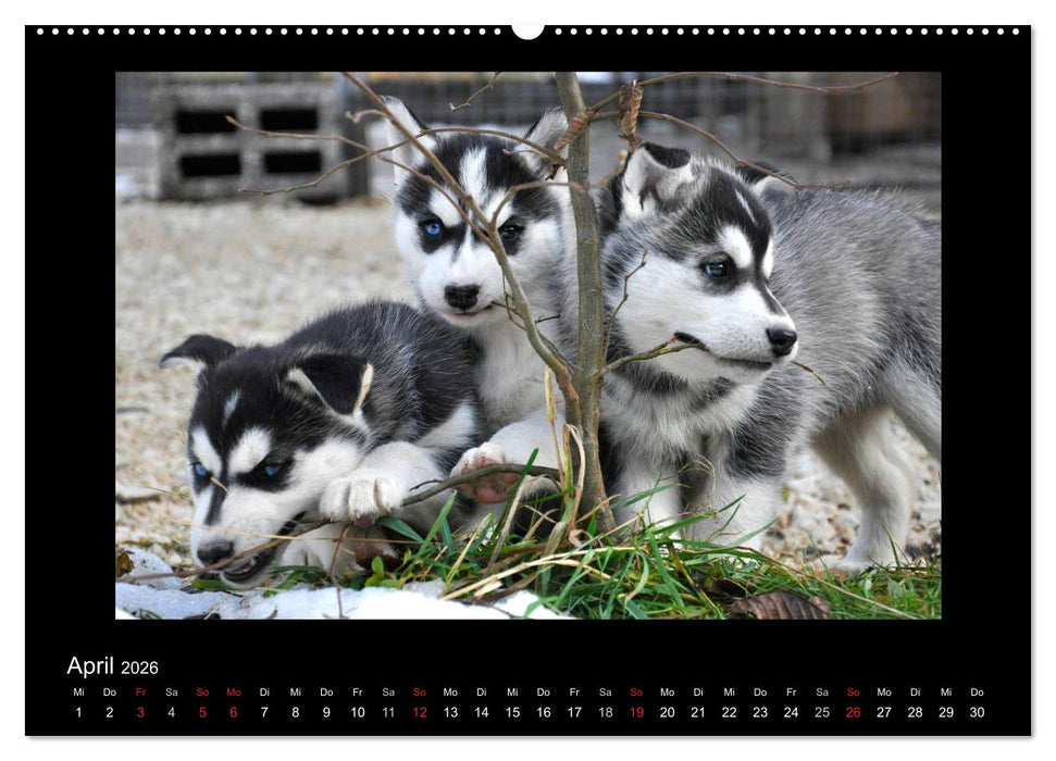 Husky-Kalender (CALVENDO Wandkalender 2026)