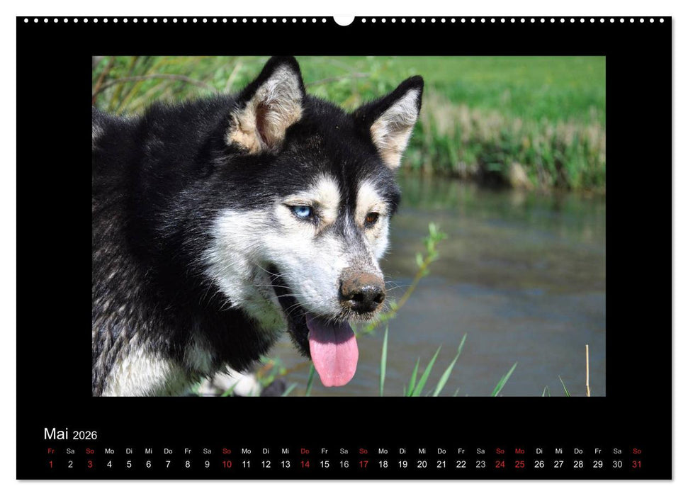 Husky-Kalender (CALVENDO Wandkalender 2026)