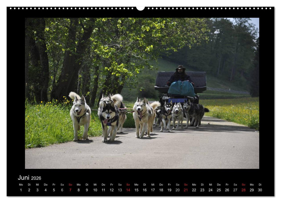Husky-Kalender (CALVENDO Wandkalender 2026)
