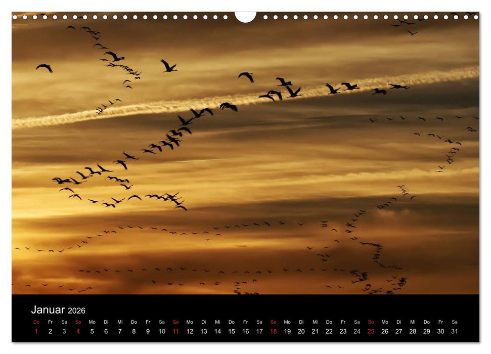 Kraniche (CALVENDO Wandkalender 2026)