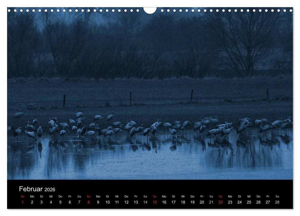 Kraniche (CALVENDO Wandkalender 2026)
