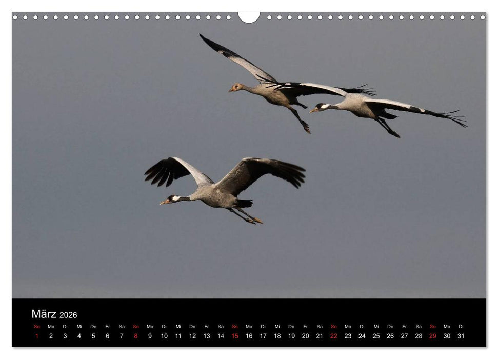Kraniche (CALVENDO Wandkalender 2026)