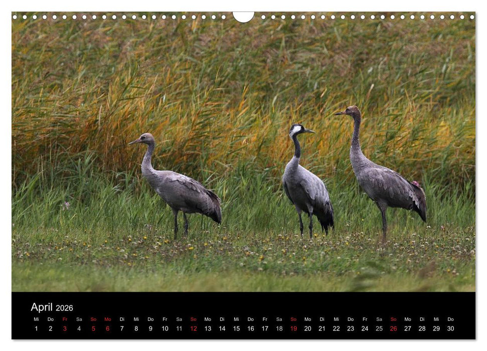 Kraniche (CALVENDO Wandkalender 2026)