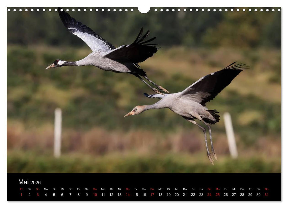Kraniche (CALVENDO Wandkalender 2026)