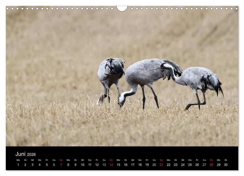 Kraniche (CALVENDO Wandkalender 2026)