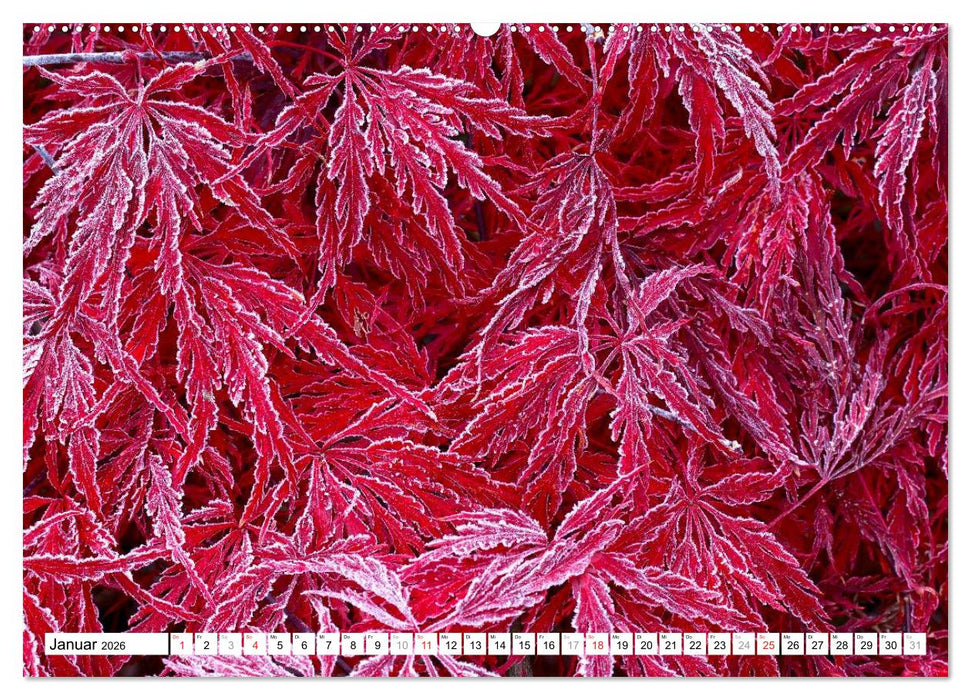 Bunte Blätter (CALVENDO Wandkalender 2026)