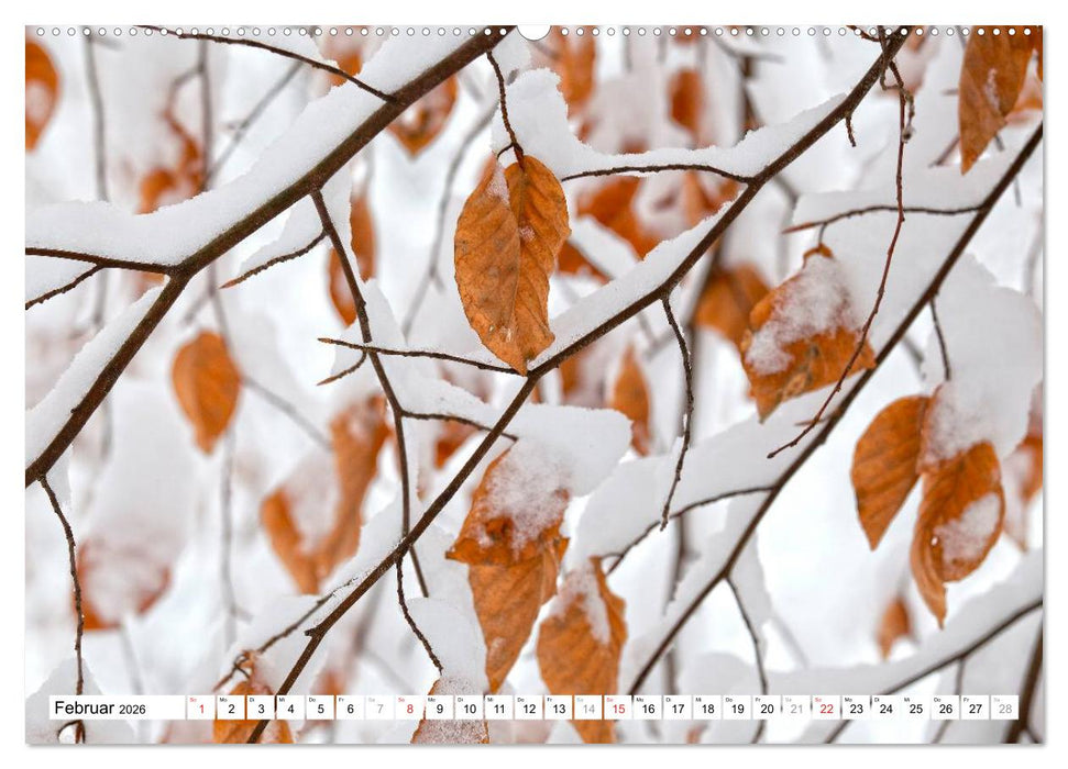 Bunte Blätter (CALVENDO Wandkalender 2026)