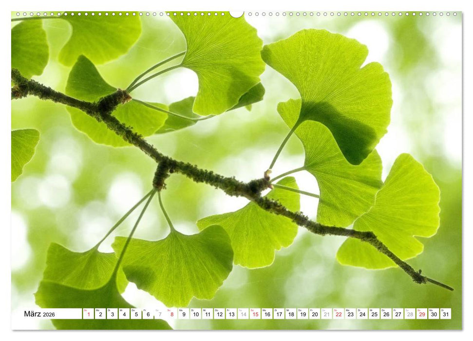 Bunte Blätter (CALVENDO Wandkalender 2026)