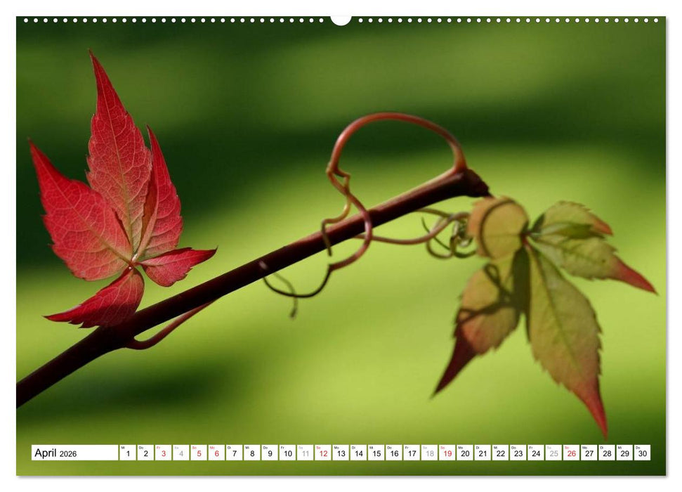 Bunte Blätter (CALVENDO Wandkalender 2026)