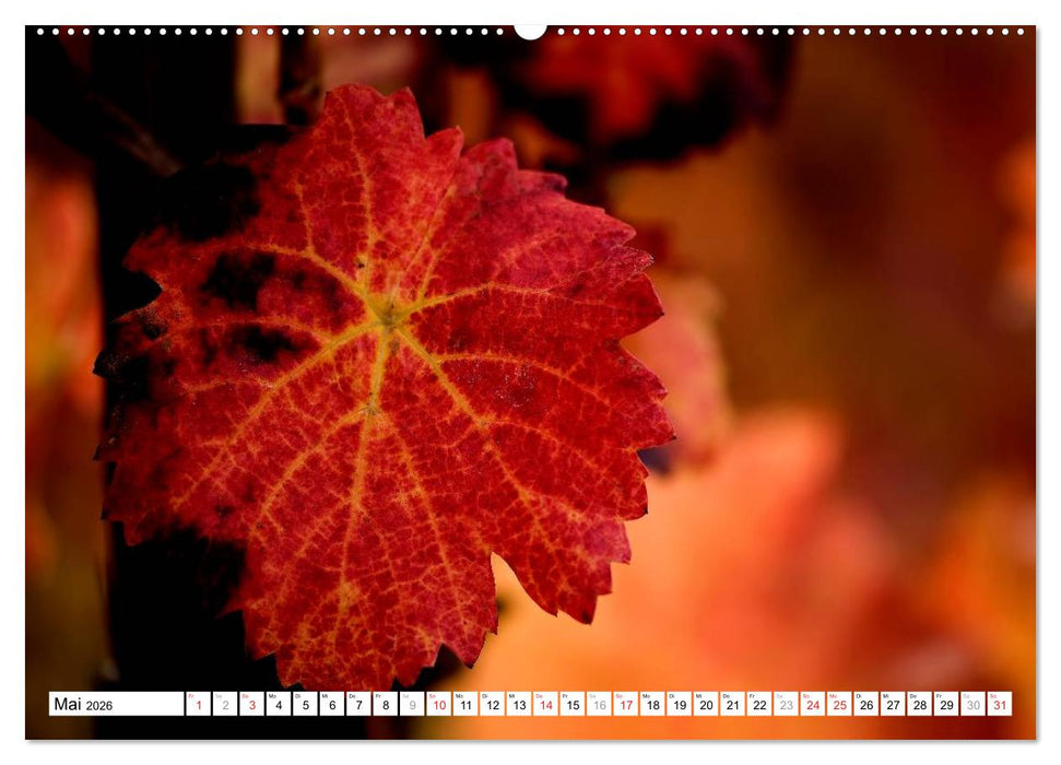 Bunte Blätter (CALVENDO Wandkalender 2026)