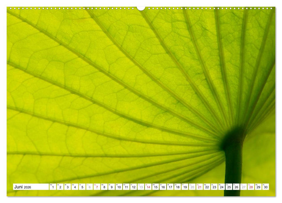 Bunte Blätter (CALVENDO Wandkalender 2026)