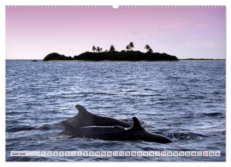 MALEDIVEN (CALVENDO Wandkalender 2026)