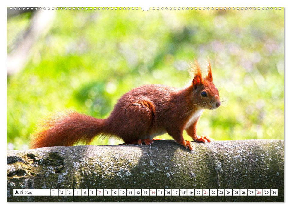 Eichhörnchen in freier Natur (CALVENDO Premium Wandkalender 2026)