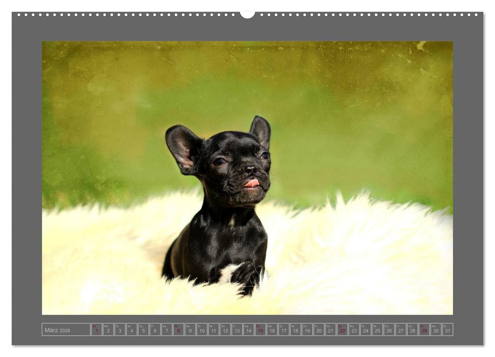 Französische Bulldoggen (CALVENDO Premium Wandkalender 2026)