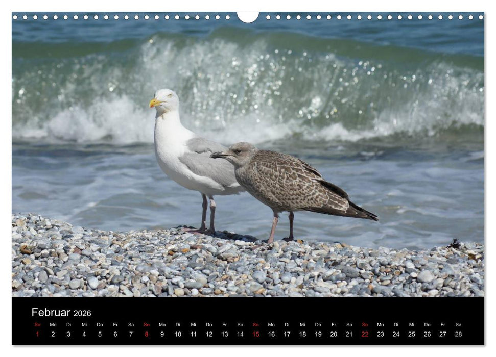 Hochseeeinsel Helgoland (CALVENDO Wandkalender 2026)