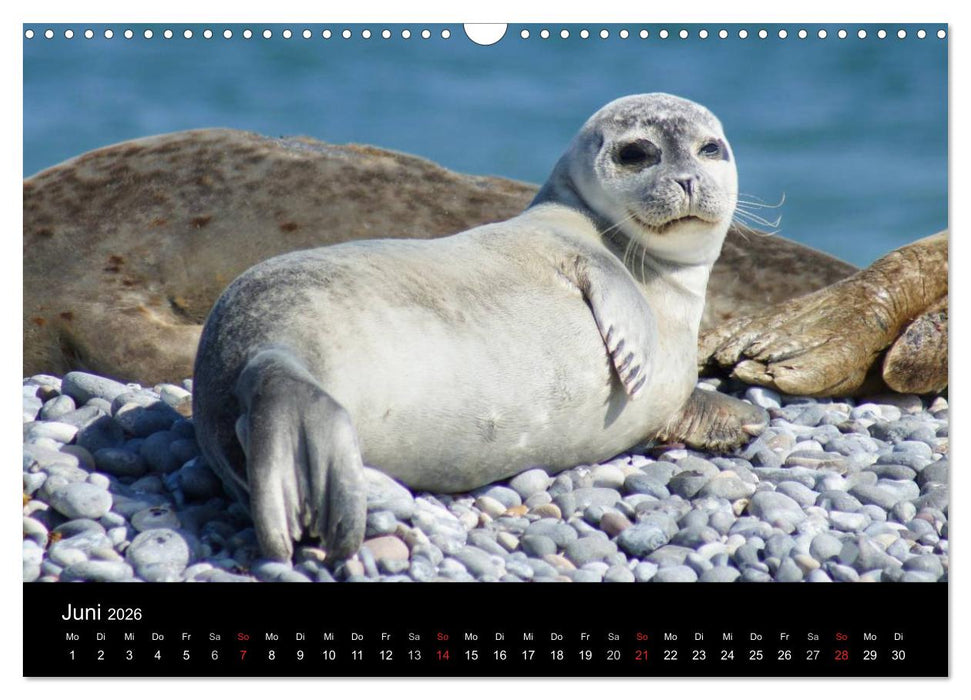 Hochseeeinsel Helgoland (CALVENDO Wandkalender 2026)