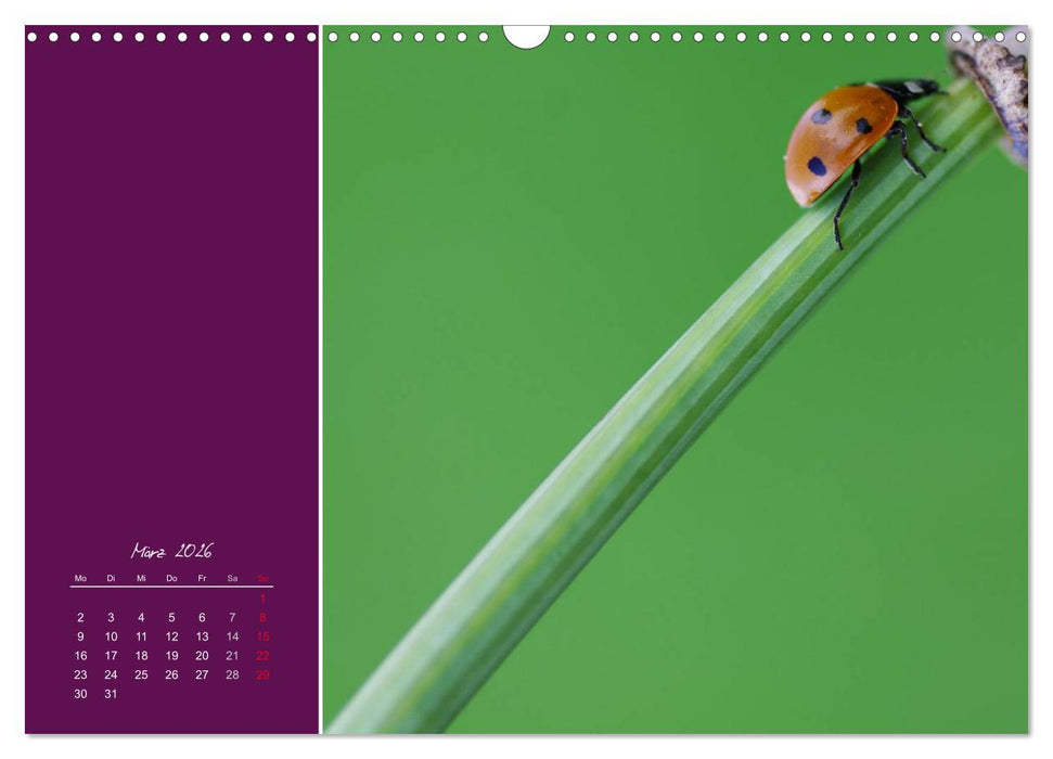 Momente des Glücks (CALVENDO Wandkalender 2026)