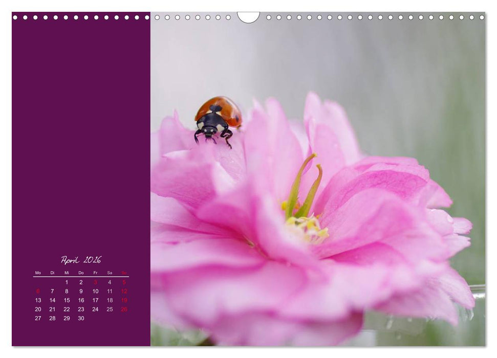 Momente des Glücks (CALVENDO Wandkalender 2026)