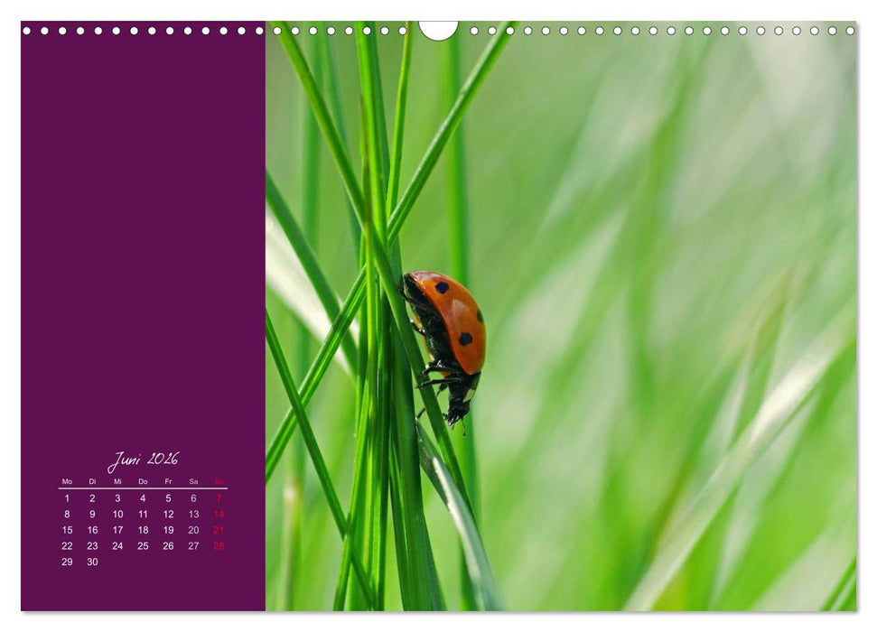 Momente des Glücks (CALVENDO Wandkalender 2026)