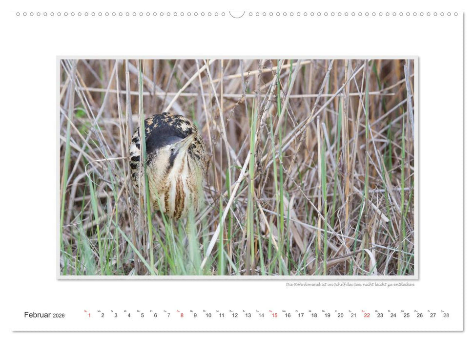 Neusiedler See / CH-Version (CALVENDO Wandkalender 2026)