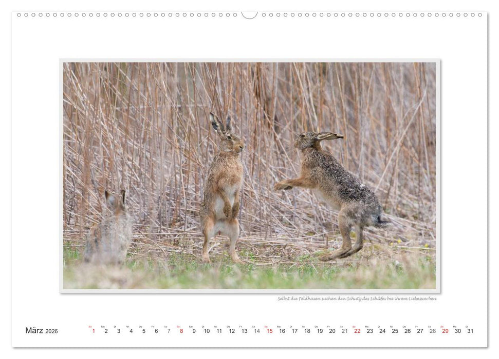 Neusiedler See / CH-Version (CALVENDO Wandkalender 2026)