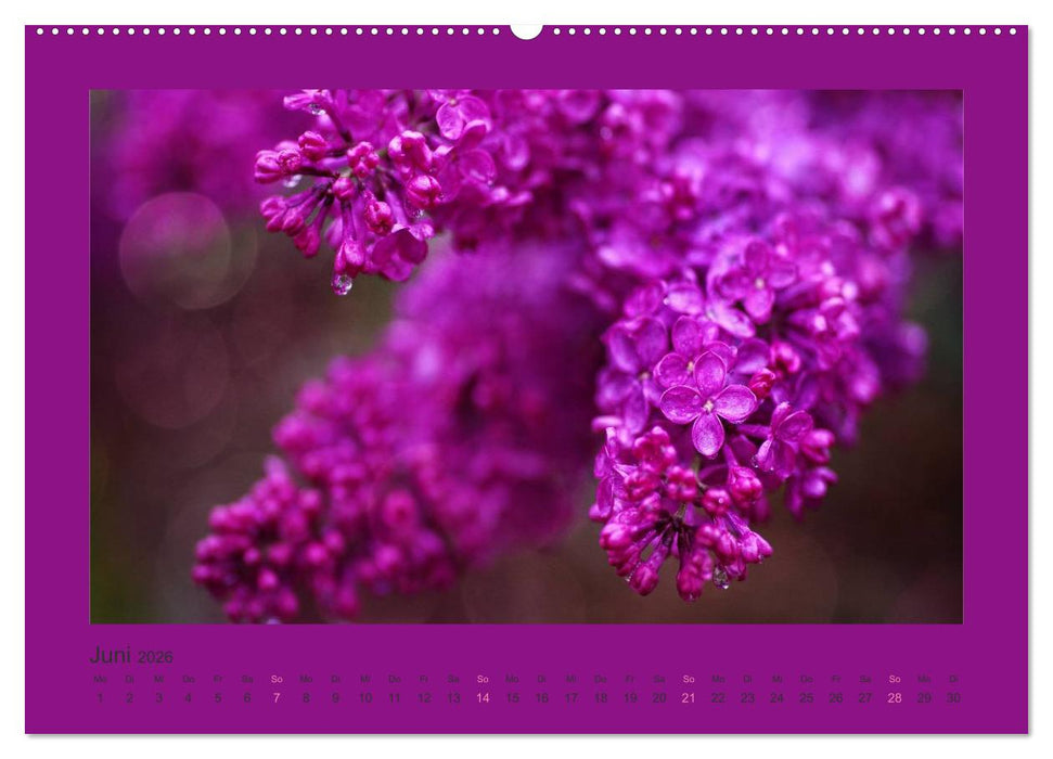 12 Farben (CALVENDO Wandkalender 2026)