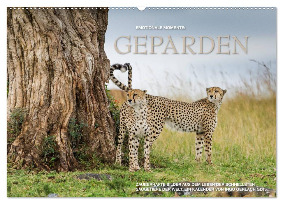 Emotionale Momente: Geparden (CALVENDO Wandkalender 2026)