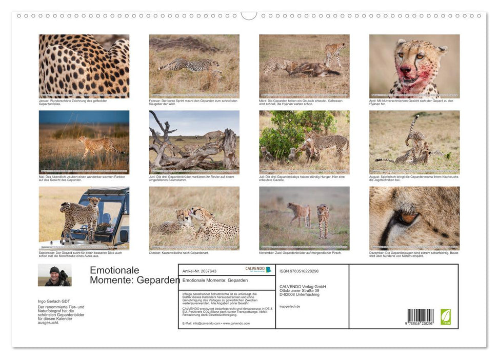 Emotionale Momente: Geparden (CALVENDO Wandkalender 2026)