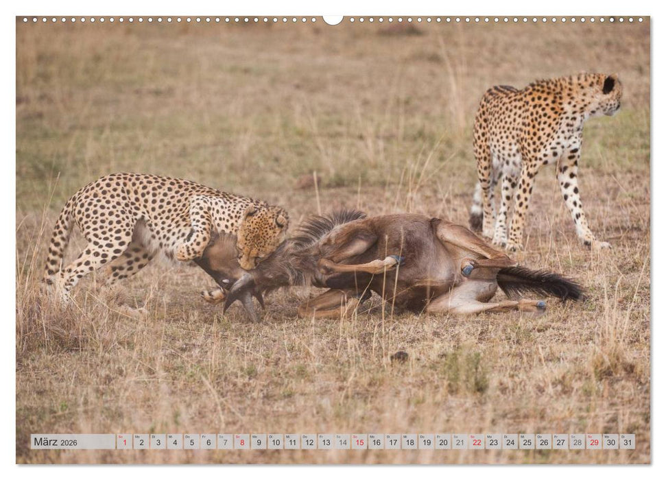 Emotionale Momente: Geparden (CALVENDO Wandkalender 2026)