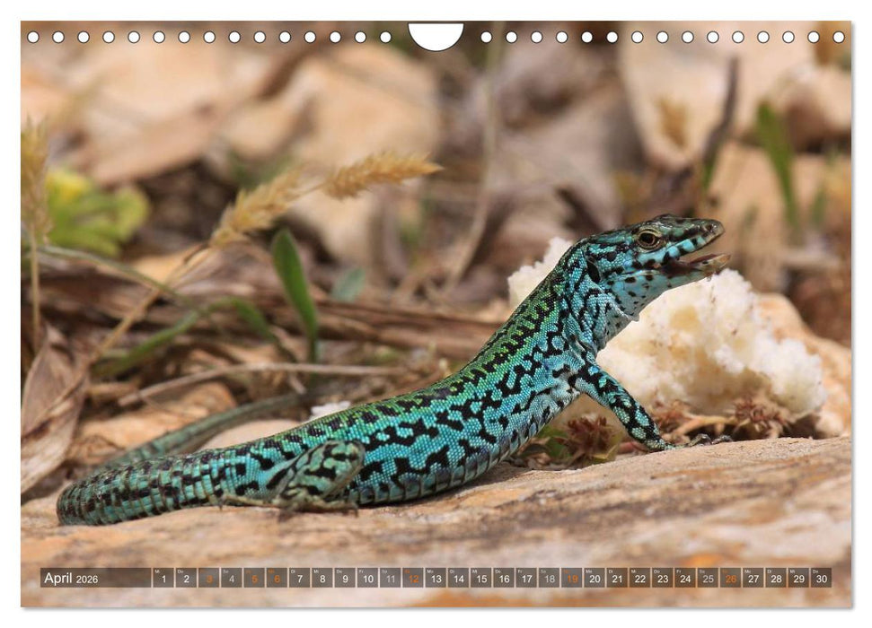 Formentera - Karibik im Mittelmeer (CALVENDO Wandkalender 2026)