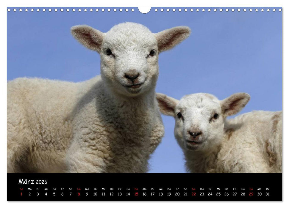 Sylt (CALVENDO Wandkalender 2026)