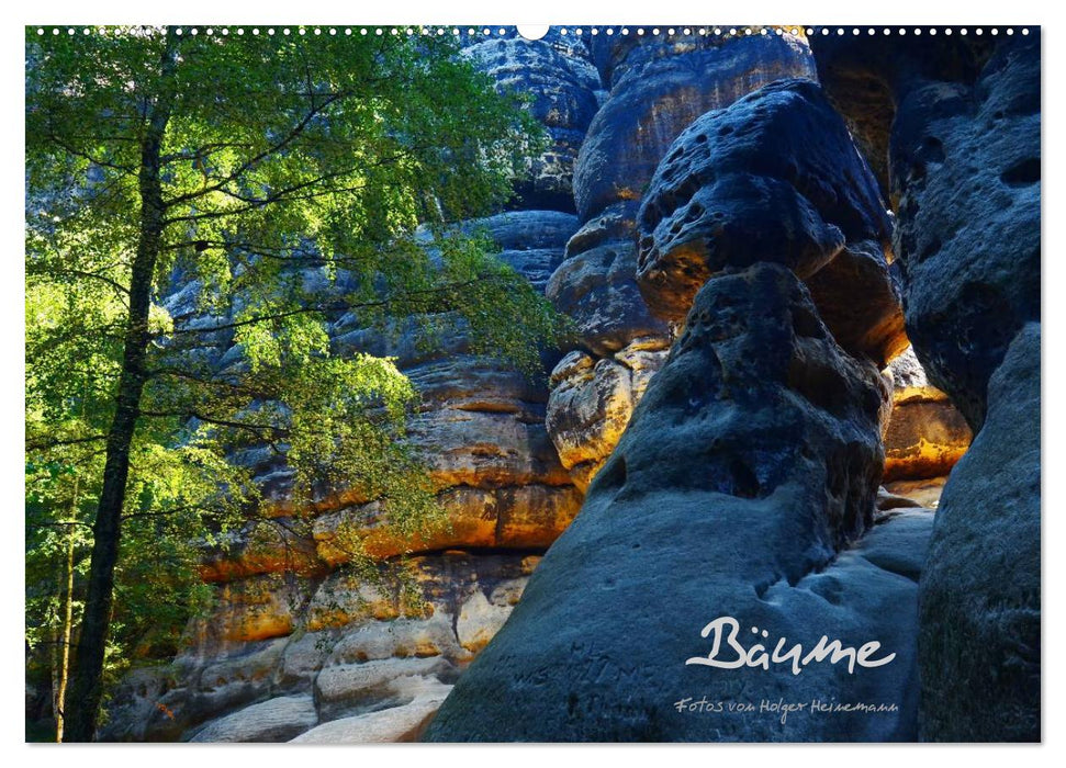 Bäume (CALVENDO Wandkalender 2026)