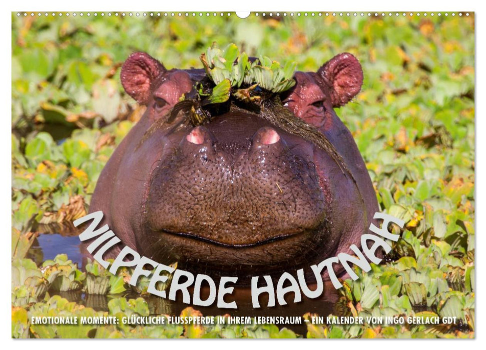 Emotionale Momente: Nilpferde hautnah (CALVENDO Wandkalender 2026)