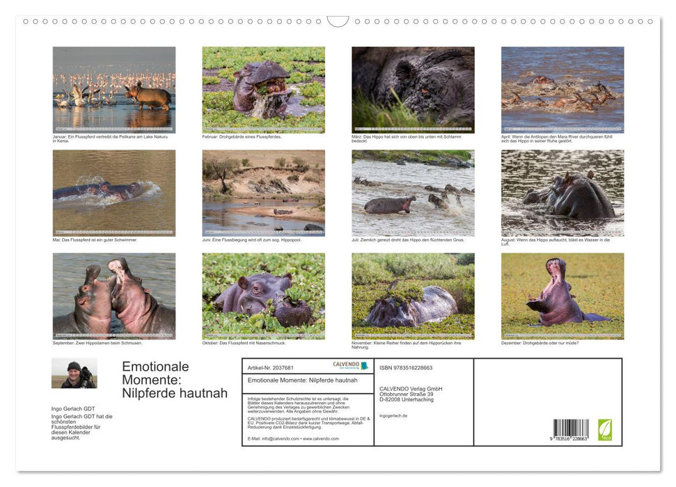 Emotionale Momente: Nilpferde hautnah (CALVENDO Wandkalender 2026)
