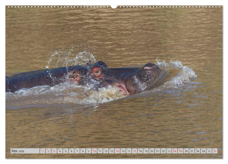 Emotionale Momente: Nilpferde hautnah (CALVENDO Wandkalender 2026)